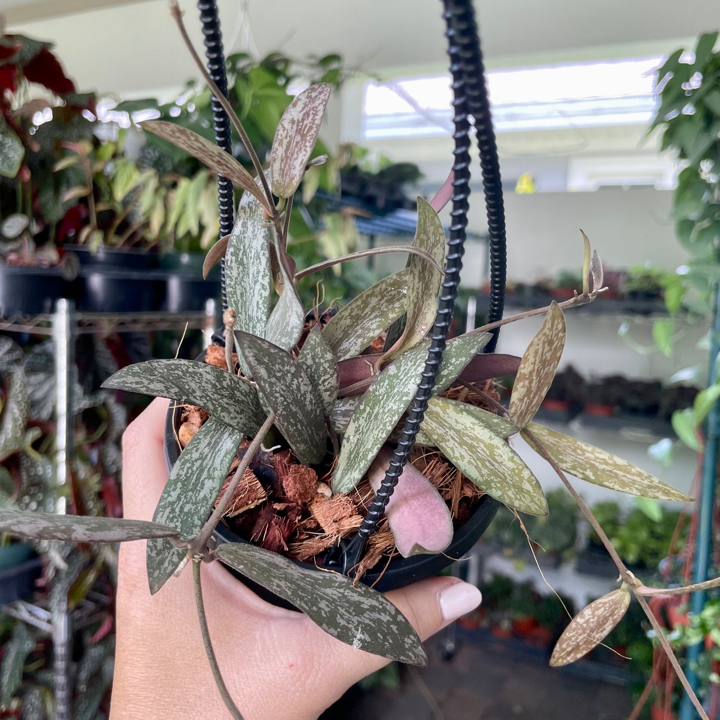 Hoya sigillatis - caramel bloom scent - extra long vines - 4” pot