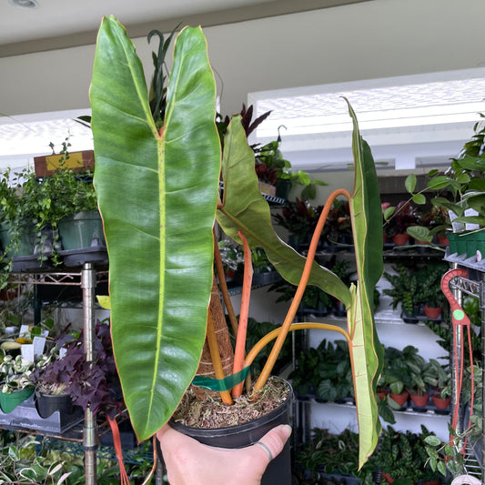 Philodendron 'Billietiae' XL - 6" pot