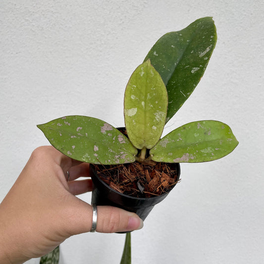 Hoya mitrata