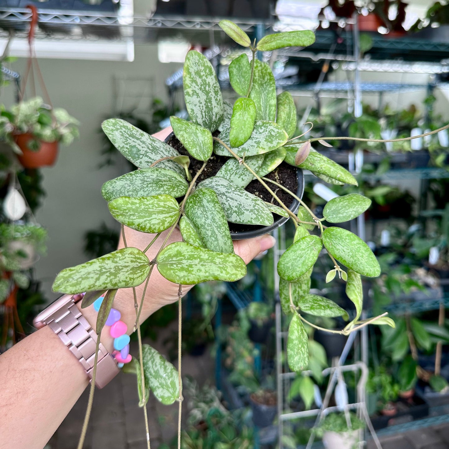 4” Hoya sigillatis silver