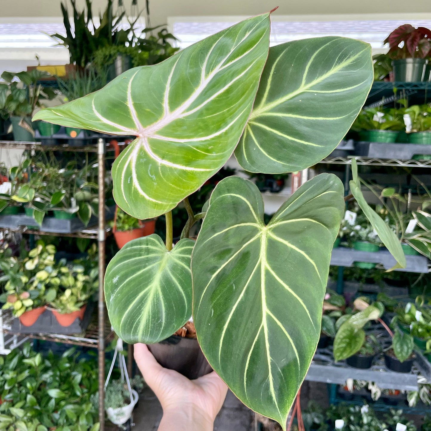 6" Philodendron Gloriosum