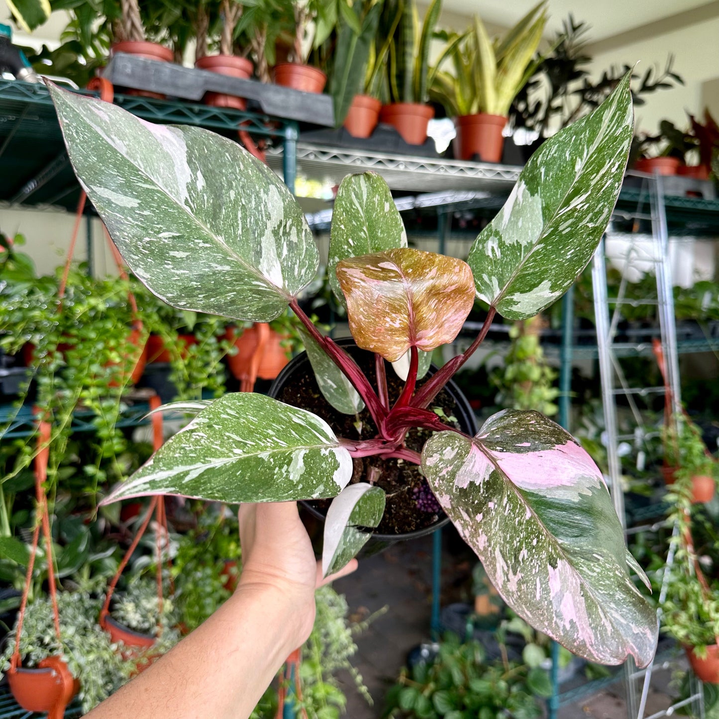 4” Philodendron pink princess marble / galaxy - high color