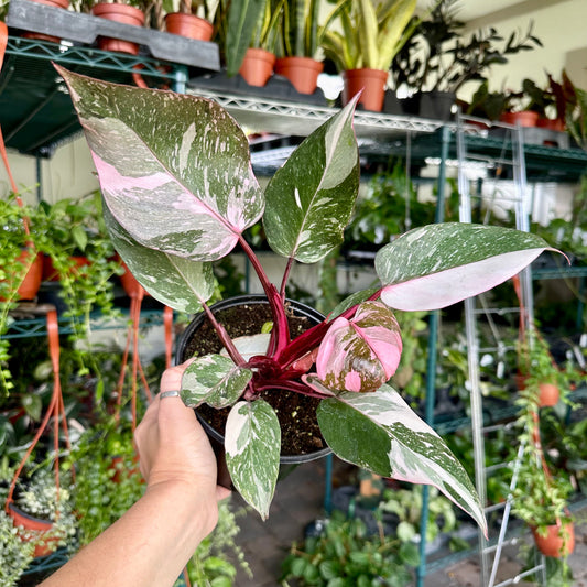 4” Philodendron pink princess marble / galaxy - high color