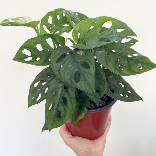 Monstera adansonii (wide/round form) - swiss cheese plant - 6" pot