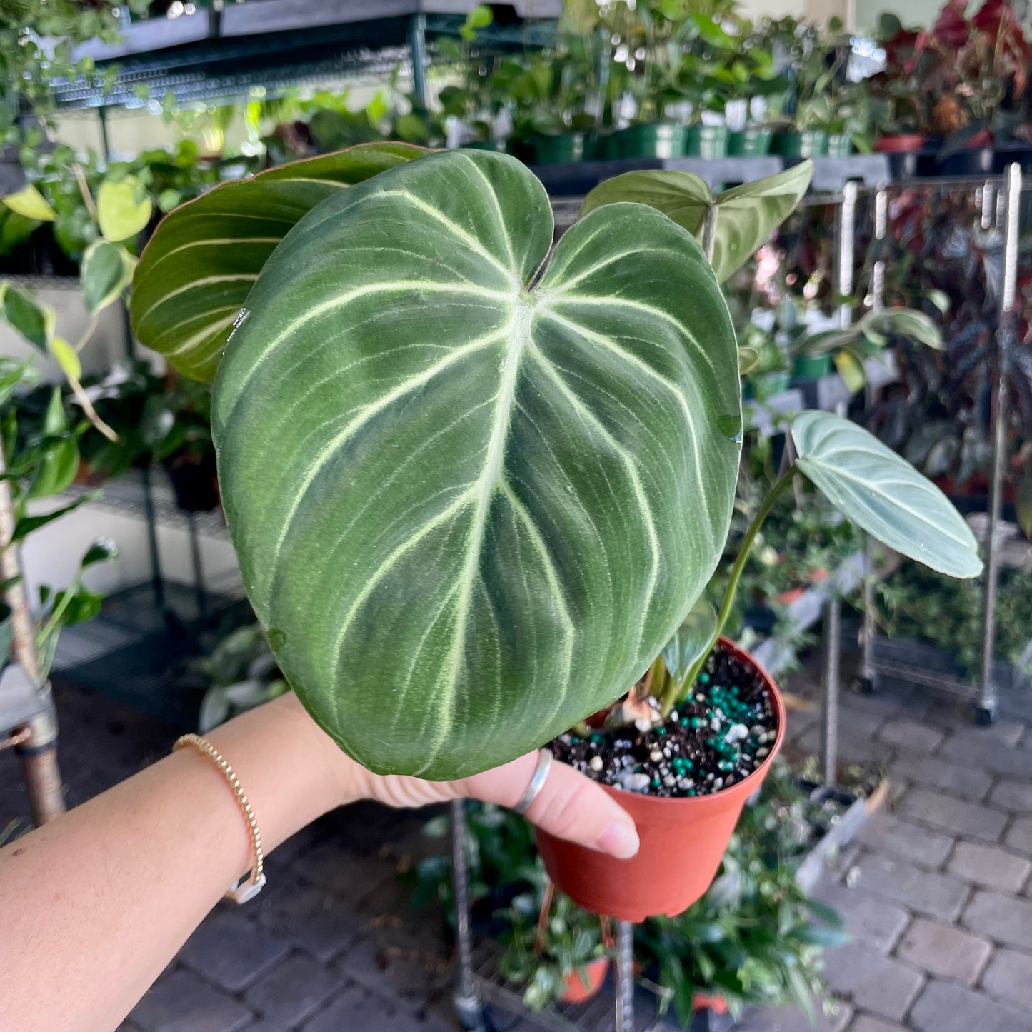 4" Philodendron Gloriosum