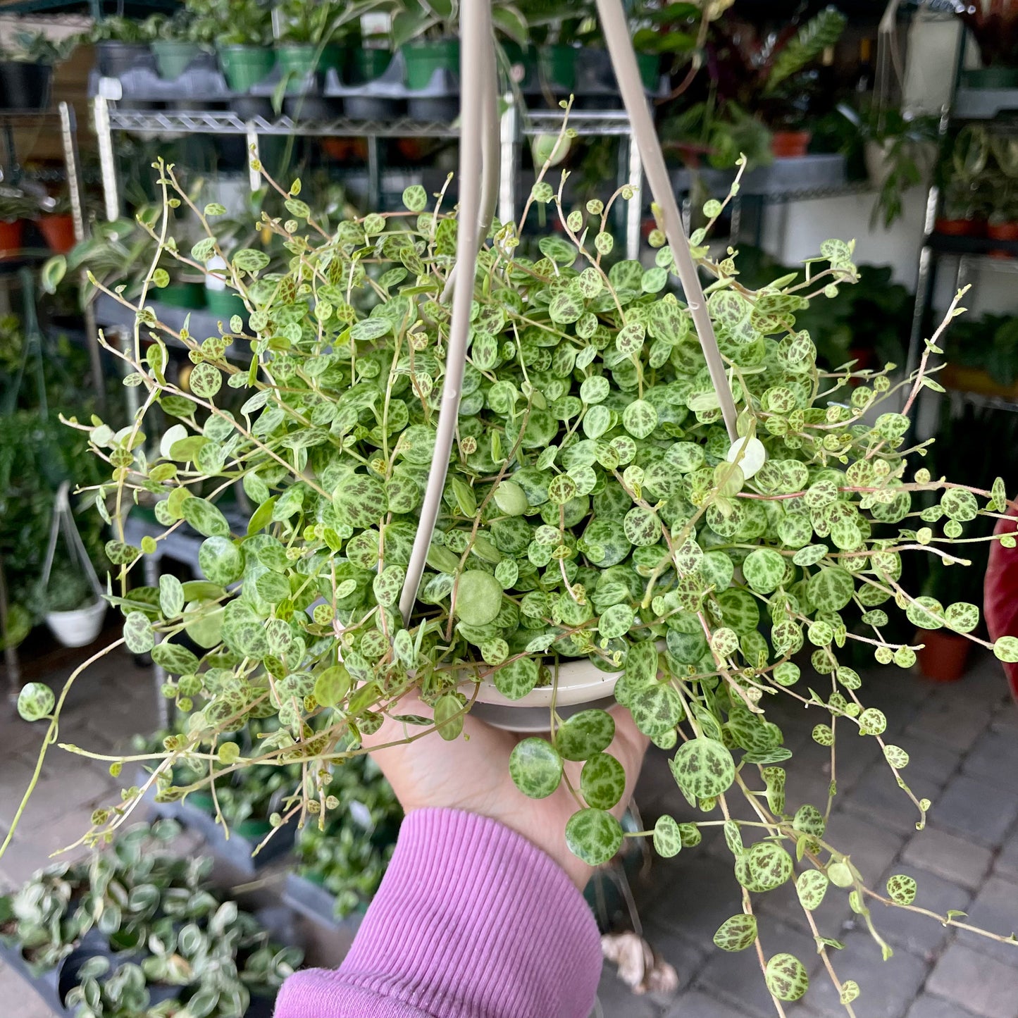 4.5” Peperomia Prostrata ‘string of turtles’ hanging basket