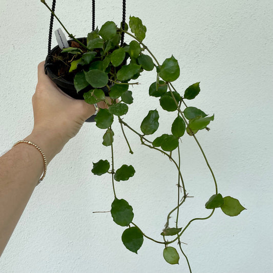 4” Hoya endauensis
