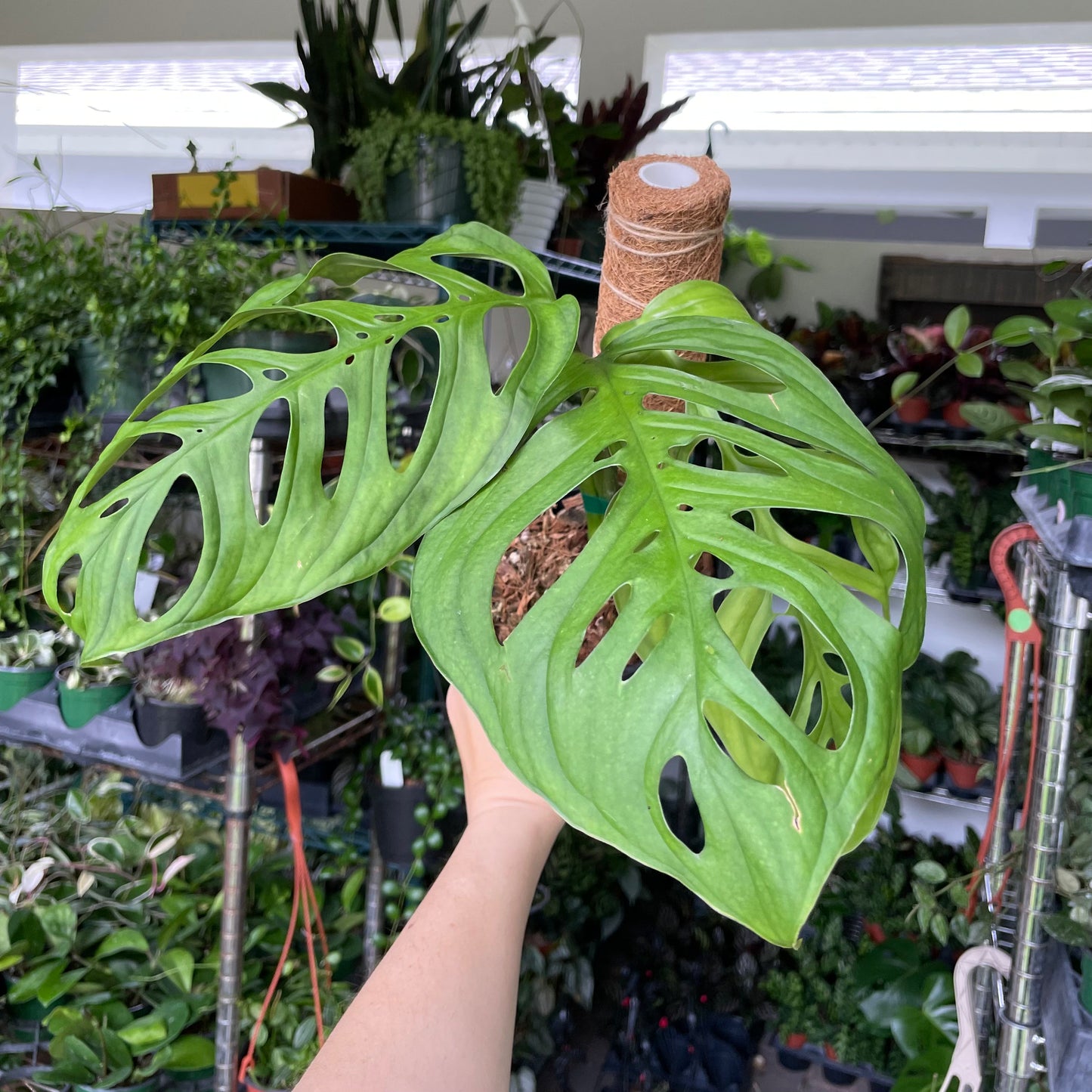 6” Monstera esqueleto (moss pole not included)