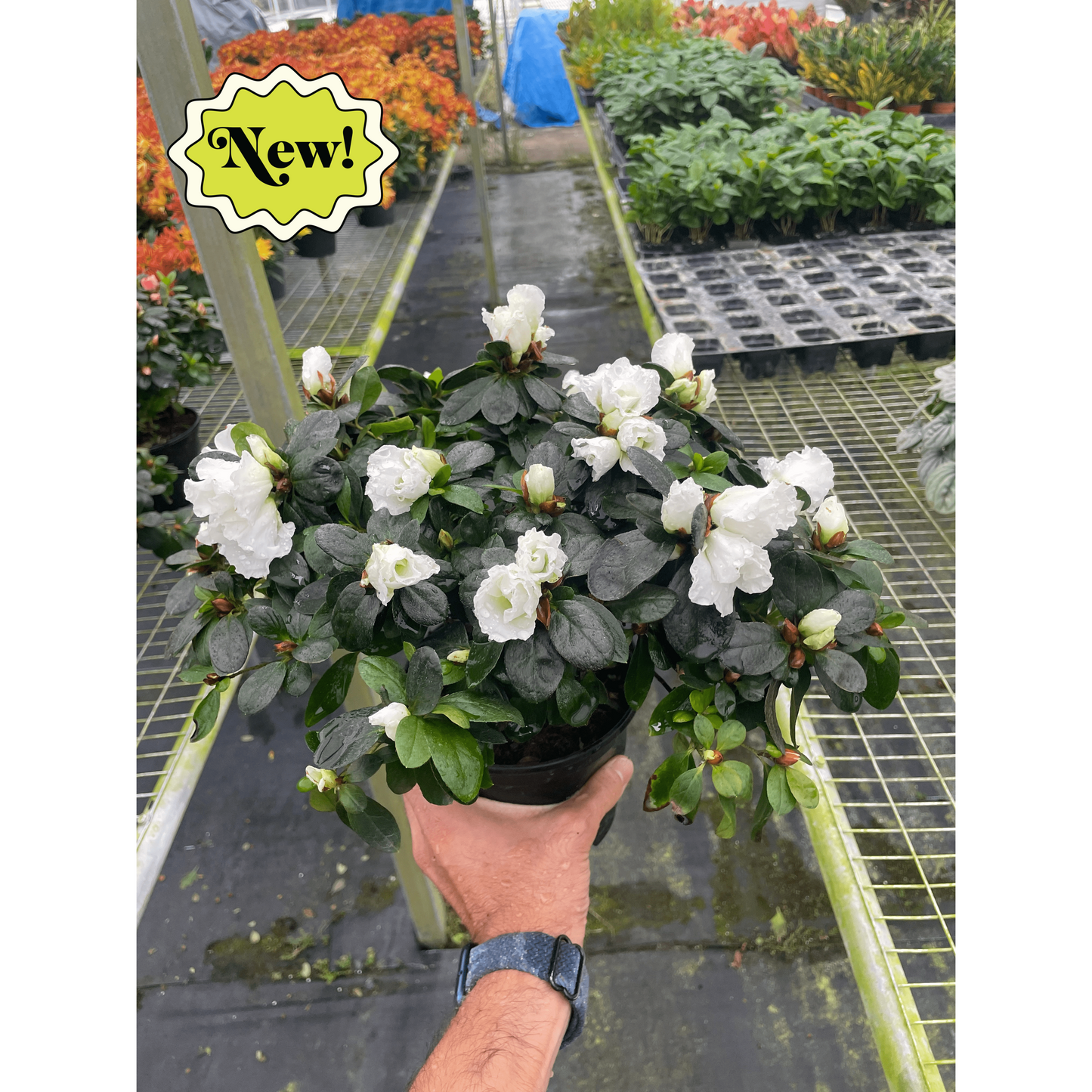 Azalea (Rhododendron)