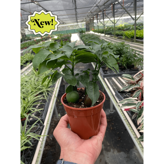 Castanospermum 'Lucky Bean'